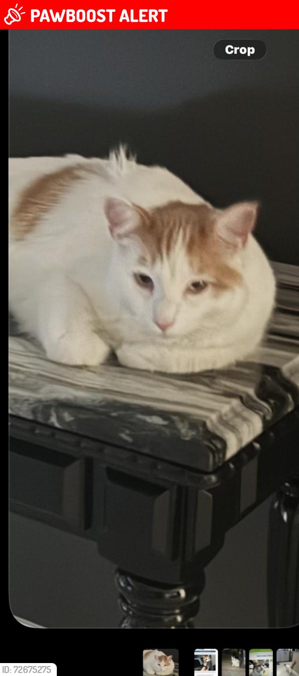 Lost Male Cat last seen Pearson and hwy62, Riverside County, CA 92282
