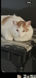 Lost Male Cat last seen Pearson and hwy62, Riverside County, CA 92282