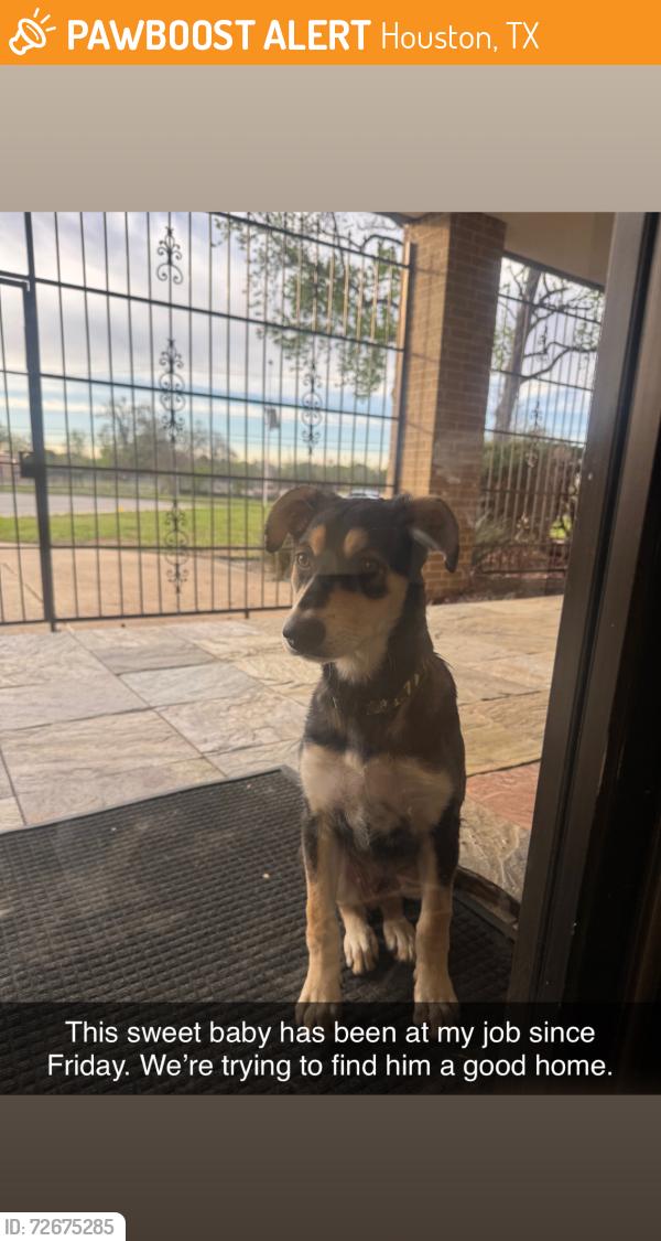 Found/Stray Male Dog last seen Tidwell, Houston, TX 77022