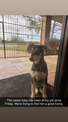 Found/Stray Male Dog last seen Tidwell, Houston, TX 77022