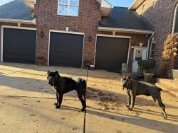 Lost Male Dog last seen Dixie River Rd, Charlotte, NC 28278
