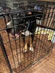 Found/Stray Male Dog last seen H G MOSLEY PARKWAY LONGVIEW, TX, Longview, TX 75604