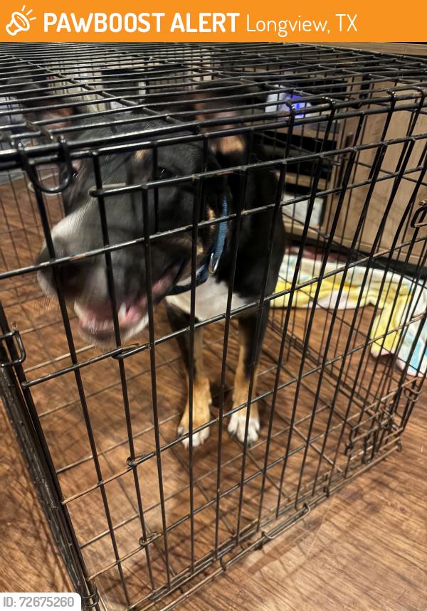 Found/Stray Male Dog last seen H G MOSLEY PARKWAY LONGVIEW, TX, Longview, TX 75604