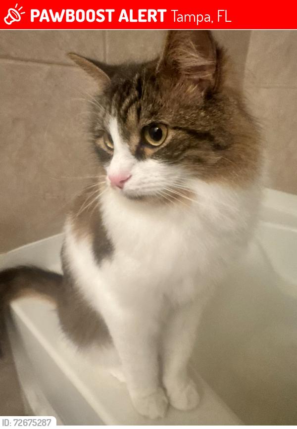Lost Male Cat last seen Lucaya drive , Tampa, FL 33647