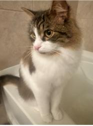 Lost Male Cat last seen Lucaya drive , Tampa, FL 33647