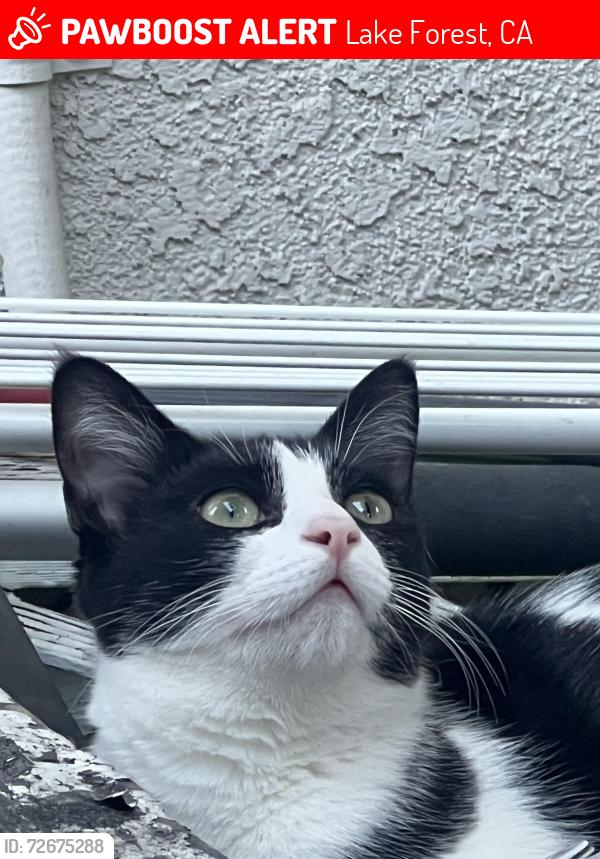Lost Female Cat last seen Lake forest and Trabuco / Eltoro, Lake Forest, CA 92630
