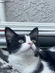 Lost Female Cat last seen Lake forest and Trabuco / Eltoro, Lake Forest, CA 92630