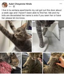 Lost Female Cat last seen Tramway and academy, Albuquerque, NM 87111