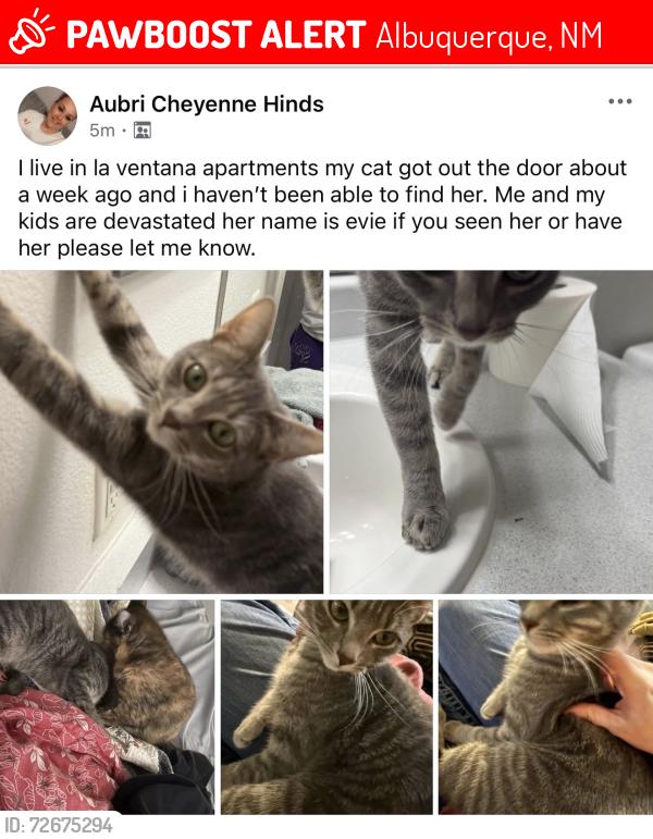 Lost Female Cat last seen Tramway and academy, Albuquerque, NM 87111