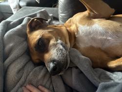 Found/Stray Female Dog last seen Fremont st, Columbia City, IN 46725