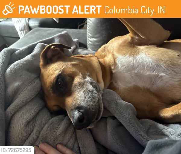 Found/Stray Female Dog last seen Fremont st, Columbia City, IN 46725