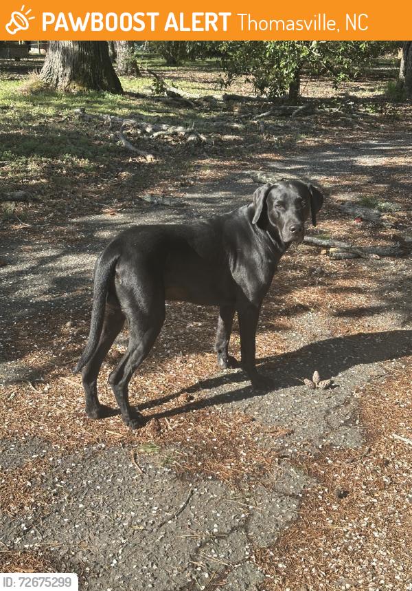 Found/Stray Male Dog last seen mayclare road, Thomasville, NC 27360