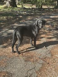 Found/Stray Male Dog last seen mayclare road, Thomasville, NC 27360