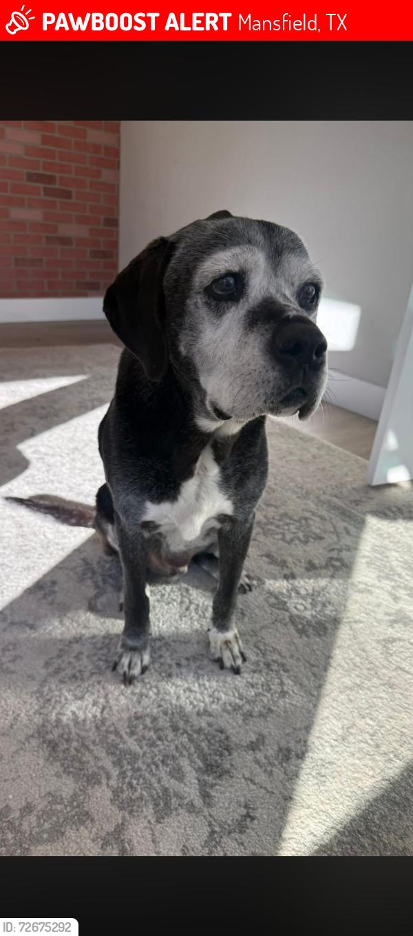 Lost Male Dog last seen Bennett Lawson and 1187, Mansfield, TX 76063
