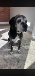 Lost Male Dog last seen Bennett Lawson and 1187, Mansfield, TX 76063