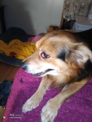 Lost Male Dog last seen Location, Port Allen, LA 70767