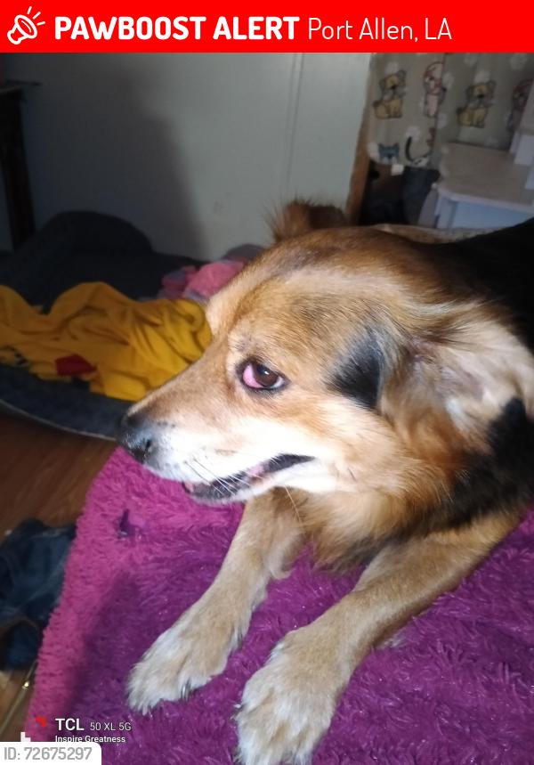 Lost Male Dog last seen Location, Port Allen, LA 70767