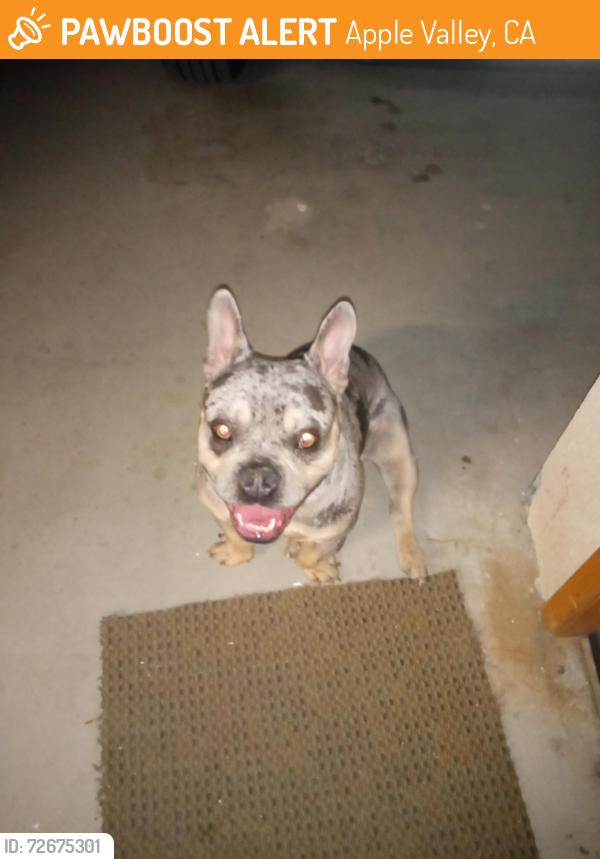 Found/Stray Male Dog last seen Tuscola and Owatonna , Apple Valley, CA 92307