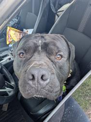 Found/Stray Male Dog last seen Village dr and carlton way, The Village, OK 73120