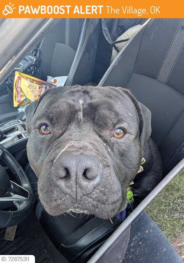 Found/Stray Male Dog last seen Village dr and carlton way, The Village, OK 73120