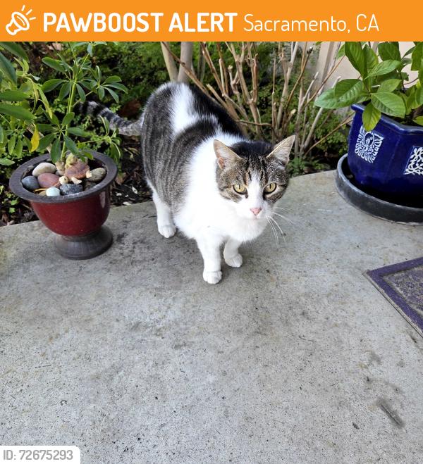 Found/Stray Female Cat last seen Ethan Way and Cottage Way, Sacramento, CA 95815