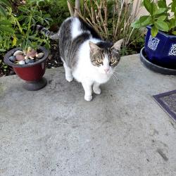 Found/Stray Female Cat last seen Ethan Way and Cottage Way, Sacramento, CA 95815