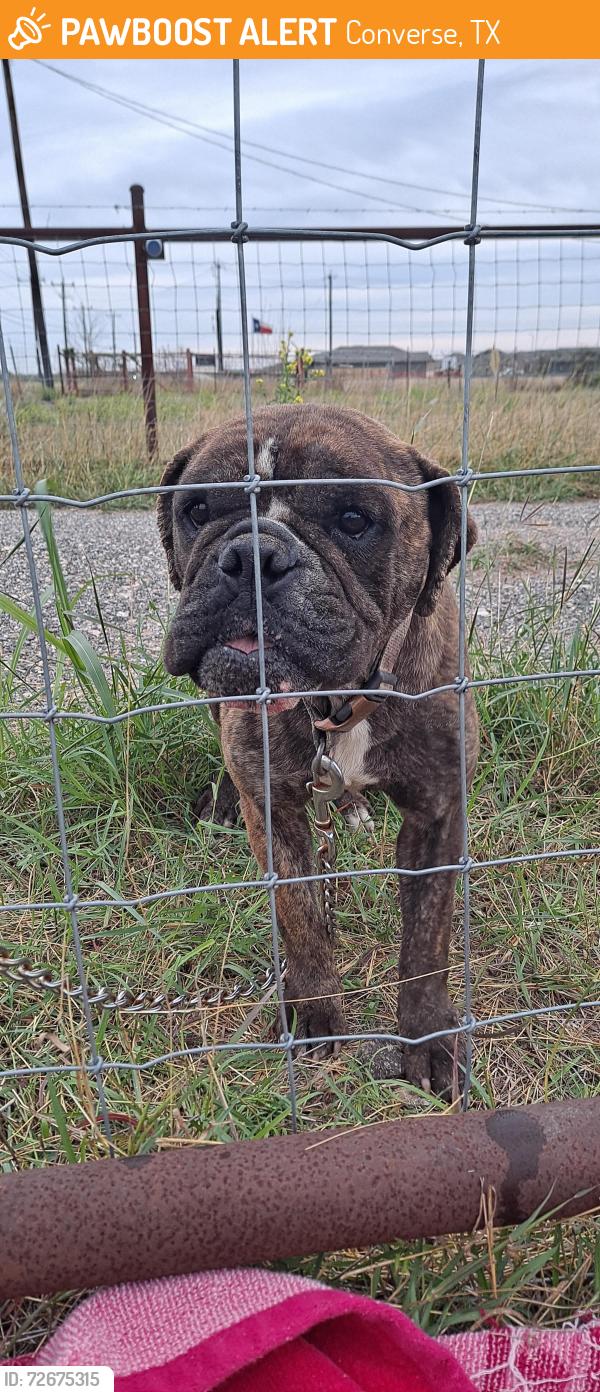 Found/Stray Female Dog last seen N graytown rd, Converse, TX 78109
