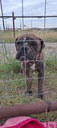 Found/Stray Female Dog last seen N graytown rd, Converse, TX 78109