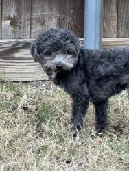 Found/Stray Male Dog last seen flt Creek/Eden, McKinney, TX 75072