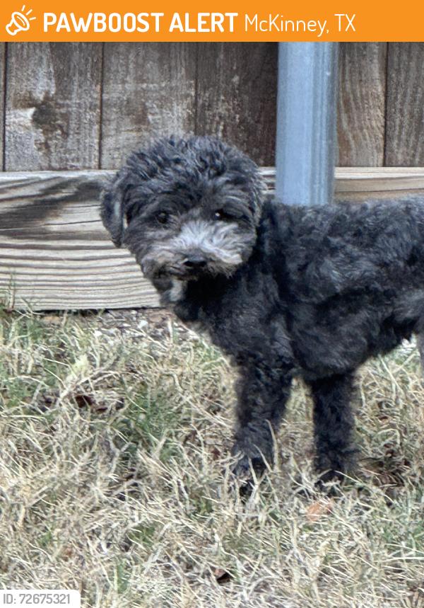 Found/Stray Male Dog last seen flt Creek/Eden, McKinney, TX 75072