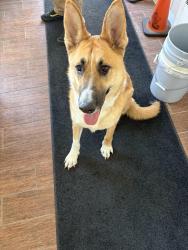 Found/Stray Male Dog last seen Broadway and Western , Joliet, IL 60435