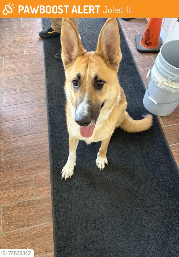 Found/Stray Male Dog last seen Broadway and Western , Joliet, IL 60435