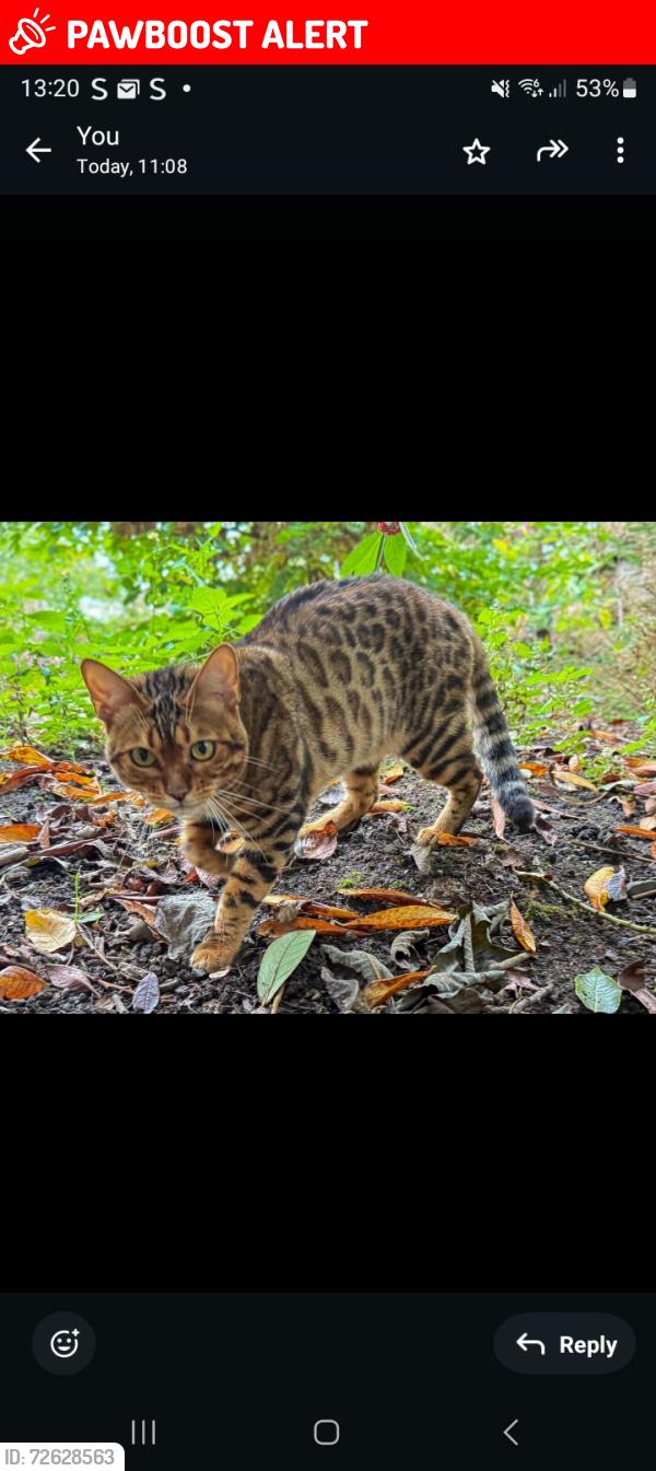 Lost Female Cat last seen The locks, Woodlesford, Woodlesford, England LS26 8PU