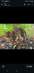 Lost Female Cat last seen The locks, Woodlesford, Woodlesford, England LS26 8PU