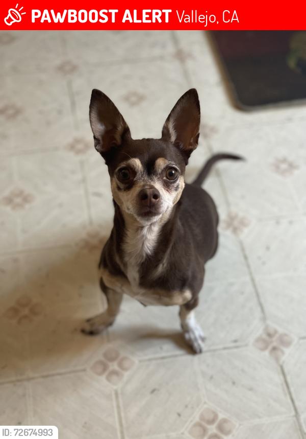 Lost Male Dog last seen Near 1014 Georgia St & Monterey St., Vallejo, CA 94590