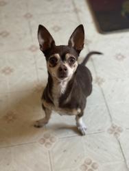 Lost Male Dog last seen Near 1014 Georgia St & Monterey St., Vallejo, CA 94590