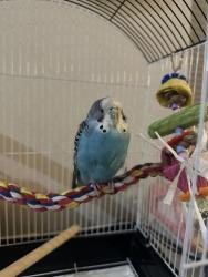 Found/Stray Unknown Bird last seen Oak Bluffs Park, Murrieta, CA 92562
