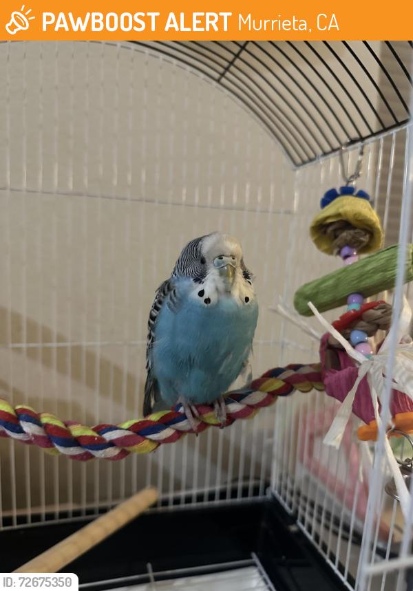 Found/Stray Unknown Bird last seen Oak Bluffs Park, Murrieta, CA 92562