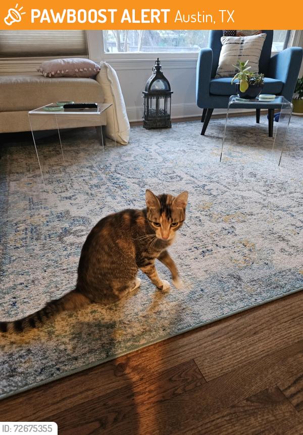 Found/Stray Female Cat last seen Oltorf, Austin, TX 78704
