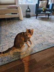 Found/Stray Female Cat last seen Oltorf, Austin, TX 78704