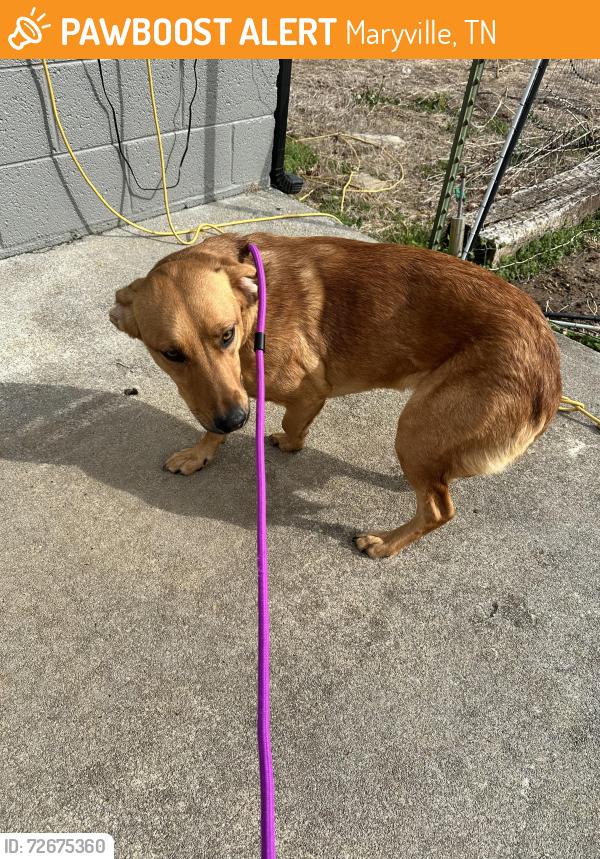 Found/Stray Female Dog last seen Near Immanuel Baptist Church, Maryville, TN 37801