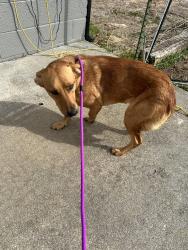 Found/Stray Female Dog last seen Near Immanuel Baptist Church, Maryville, TN 37801