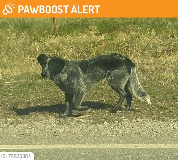 Found/Stray Male Dog last seen Manning Rd. and Jensen Rd. - southbound, Canadian County, OK 73036