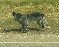 Found/Stray Male Dog last seen Manning Rd. and Jensen Rd. - southbound, Canadian County, OK 73036