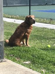 Lost Male Dog last seen Mount Vernon Woods clbh & Pool, Sandy Springs, GA 30328
