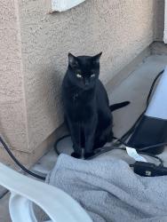 Lost Male Cat last seen Crismon and Baseline , Mesa, AZ 85209