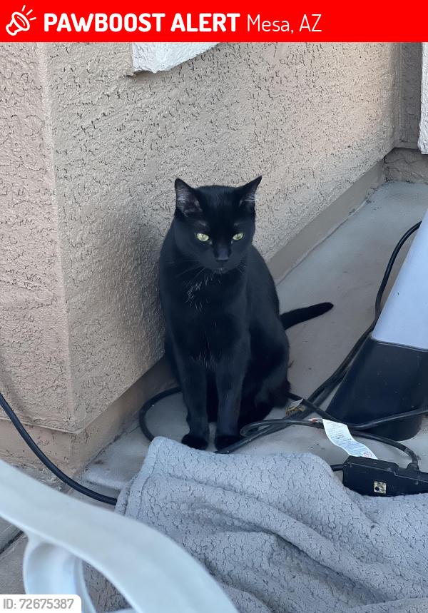 Lost Male Cat last seen Crismon and Baseline , Mesa, AZ 85209