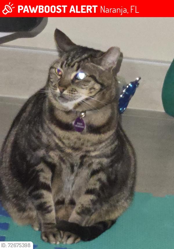 Lost Female Cat last seen Near SW 268th St, Naranja, FL 33032, Naranja, FL 33032