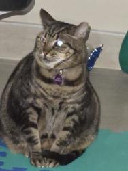 Lost Female Cat last seen Near SW 268th St, Naranja, FL 33032, Naranja, FL 33032