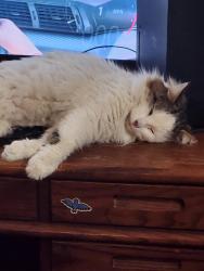 Lost Male Cat last seen North & Gorman, Reading, OH 45215